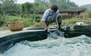 沁綠滿池待點藍，揭秘藥材青黛的制作工藝