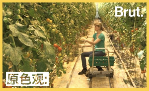 靠近极地的冰岛，为何能在一年四季种出新鲜蔬菜？