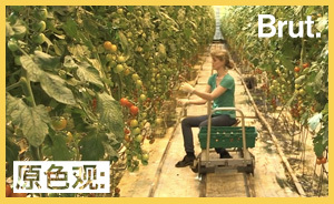 靠近极地的冰岛，为何能在一年四季种出新鲜蔬菜？