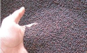 外交部答暫停進(jìn)口一加拿大企業(yè)油菜籽：多次檢出危險性有害物