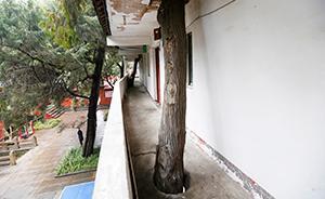 四川綿陽(yáng)一樓房被數(shù)棵古柏“刺穿”，風(fēng)景奇特讓人贊嘆