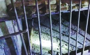 廣西一在逃嫌疑人拒捕躲豬圈，母親將電腦扔化糞池涉包庇被拘