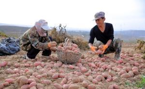甘肅定西馬鈴薯產(chǎn)業(yè)扶貧新模式觀察：洋芋開(kāi)花賽牡丹