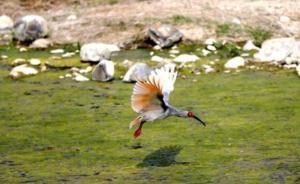 中國朱鹮“關(guān)關(guān)”在日首產(chǎn)卵，日本本地朱鹮于2003年滅絕