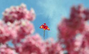 春季賞花指南來了！南京梅花、婺源油菜花、武漢櫻花……