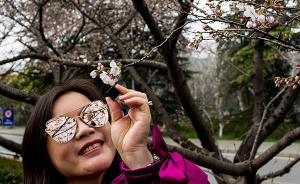 武大赏樱季3月21日后“景观较好”，校内设20个临时厕所