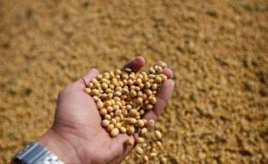 基因編輯食品有望今夏在日本上市，包括有降血壓成分的西紅柿