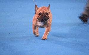 “犬界奧林匹克”37年后重歸亞洲：4月30日在上海開幕