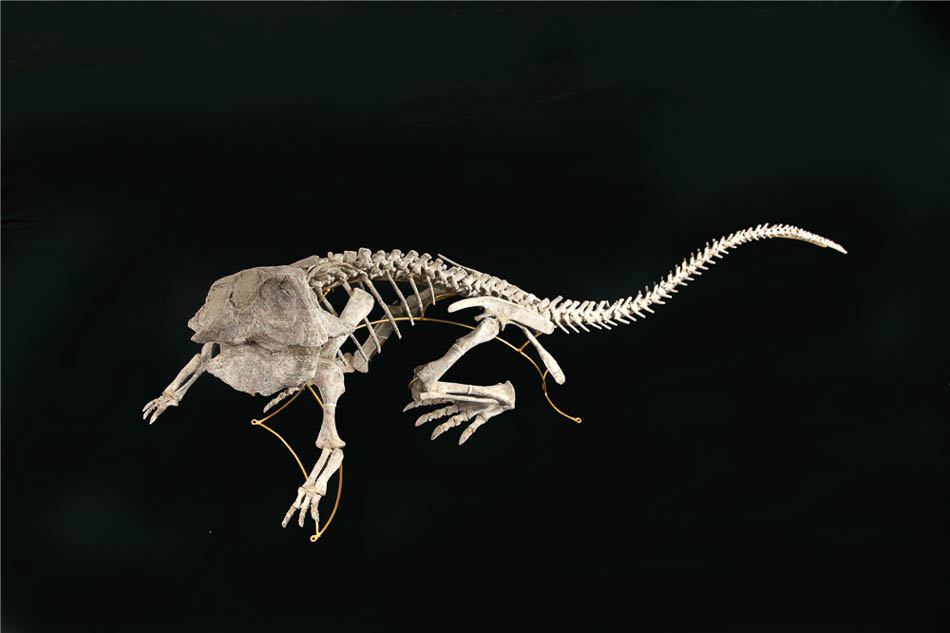 02鸚鵡嘴龍化石.