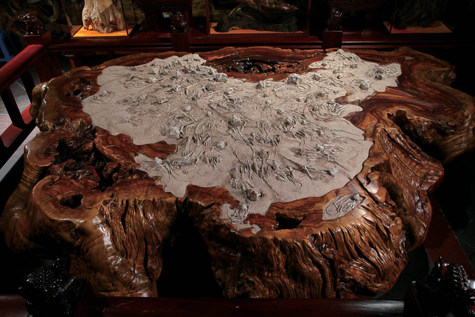 05鸚鵡嘴龍化石群