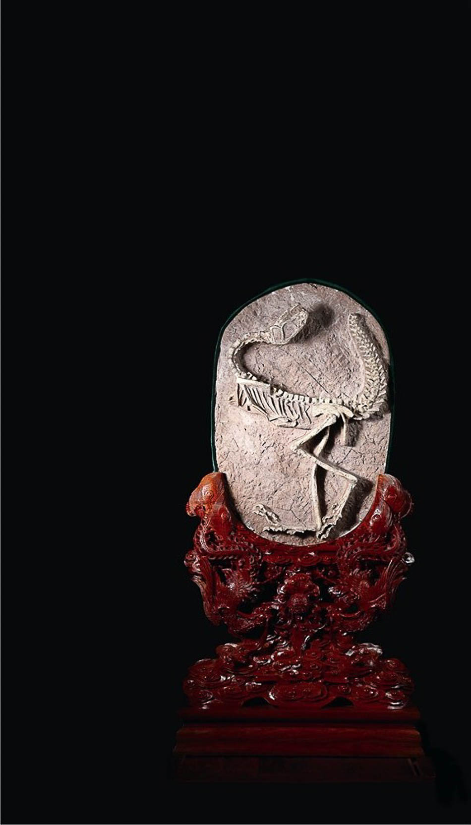 06鄒氏尾羽龍化石