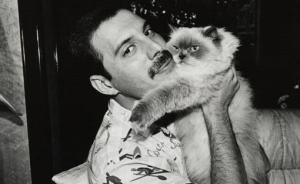 全世界最酷的人也是貓奴