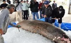 “美人魚”尸體驚現(xiàn)日本沖繩海邊，前首相怒斥：被填海害死的