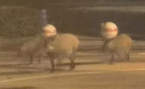 三头野猪跑到华中科技大学遛弯，数年前擅闯该校的野猪被捕杀