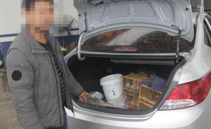 麗水三名“鳥賊”用畫眉聲音捕鳥