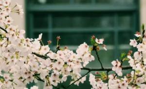 穿和服不能去武大赏樱？校方连续三年未提，守门社团各执一词