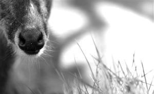 還在喝奶的幼獐慘遭剝皮取胃，控方建議兩被告量刑5年以上