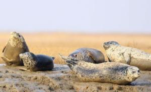 遼東斑海豹因誰(shuí)妻離子散？水族館展演熱使幼崽成為捕殺對(duì)象