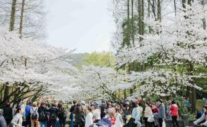 西湖邊櫻花郁金香爭相斗艷 ，有游客坐車數(shù)小時趕來