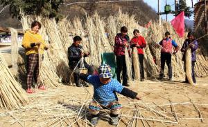 工业大麻股迎来跌停潮，深交所连发关注函：要求披露进展情况