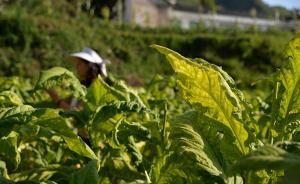 城市与社会︱沉浮烟草业，烟农何处去