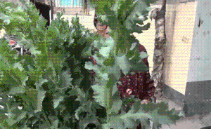 23株罌粟藏花盆,大媽們識破報警鏟除