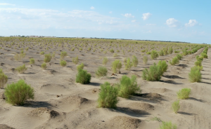 為改善生態(tài)，他在沙漠上種植了5000畝植被