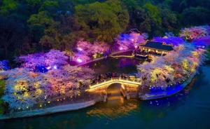 直播錄像丨煙花如夢競綻放，無錫黿頭渚夜櫻綻放引大批游客