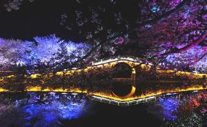 無錫黿頭渚夜櫻綻放，如夢似幻場景震撼