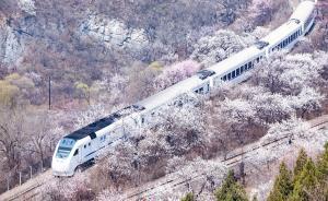 直播錄像丨北京居庸關(guān)建“花海棧道”，看列車穿越滿山春花