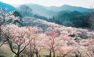 新年號“令和”：從梅花宴的政治隱喻到“日本”的建構(gòu)