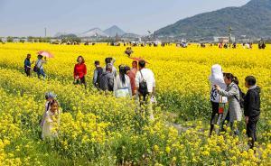 朋友圈被花“攻陷”了嗎？旅游平臺(tái)顯示清明“追花”成時(shí)尚