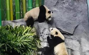 返鄉、備孕、續約……旅居海外的國寶們最近有點忙