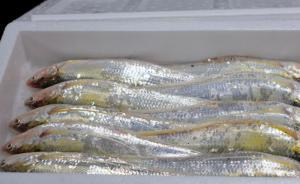 长江刀鱼禁捕成高价噱头，有“三无”船只跨省违法捕捞