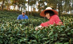 一年只产20天的龙井茶，却是茶农的一辈子