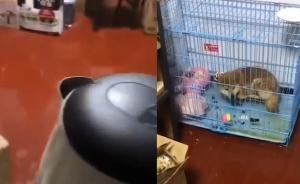 南通大學(xué)碩士被曝開水燙小狗，校方調(diào)查