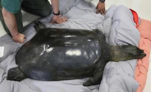 最后的斑鱉：中國僅存兩只，雌性個體第五次人工授精后死亡