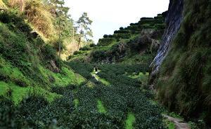 福建武夷山回應(yīng)天價茶：推行認標購茶，嚴格規(guī)范大師茶售賣