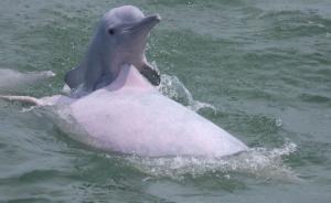 全港僅存47條，96年女孩拍下中華白海豚生存困境