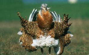 內(nèi)蒙古興安盟現(xiàn)近百只國(guó)家一級(jí)重點(diǎn)保護(hù)動(dòng)物大鴇