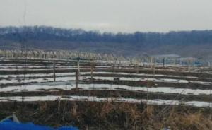 黑龙江帽儿山林地被毁种人参2722亩，9人被采取强制措施