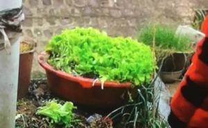 河南周口一老太聽說吃罌粟苗可治病，在菜園種罌粟當(dāng)菜吃