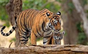 全球氣候變暖加劇，孟加拉虎或從最后棲息地之一消失