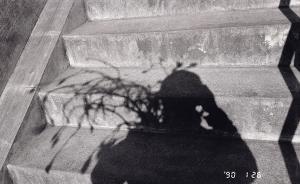 本尾久子：貪婪的荒木經(jīng)惟與極致的人生之“花”