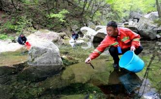 500余尾“娃娃鱼”安家国家自然保护区河南龙峪湾