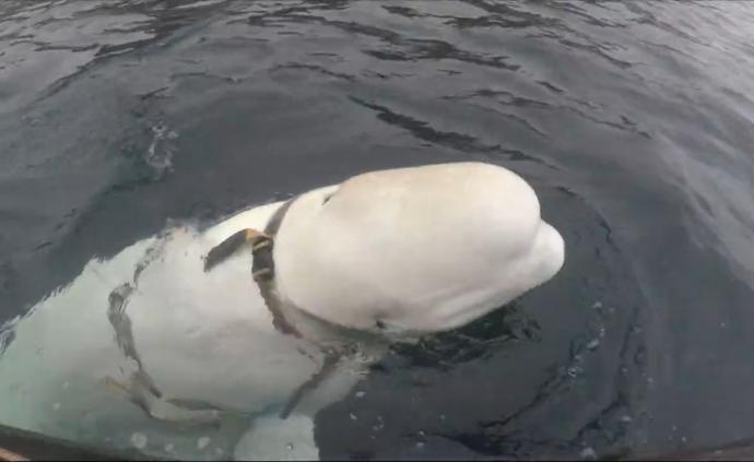 俄罗斯“间谍”？挪威发现身绑背带白鲸