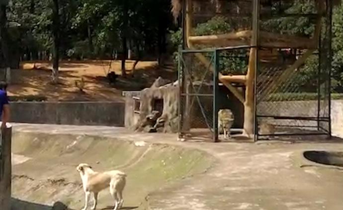 武汉一动物园回应以狗充狼:母狗陪公狼