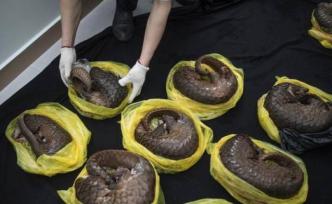 21只走私穿山甲健康嚴重受損，廣東進行緊急救護后3只幸存