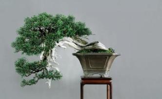 他是盆景匠人，他說：流傳千年，它不該只是有錢人的玩具