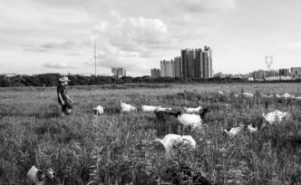 都市羊倌：帶著羊群游走在高樓間隙